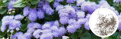 Image result for Ageratum houstonianum