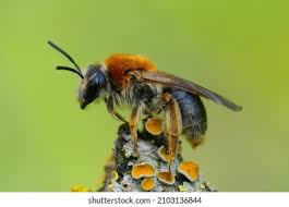 Attēlu rezultāti vaicājumam “Andrena haemorrhoa female”
