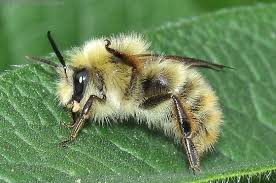 Attēlu rezultāti vaicājumam “Bombus”