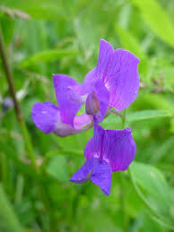 Attēlu rezultāti vaicājumam “Polymerus palustris”