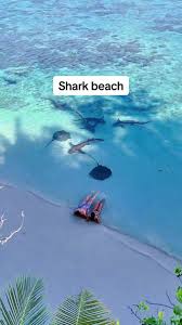 Image result for Selby Tiger Sharks Swimming Club