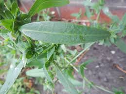 Attēlu rezultāti vaicājumam “Atriplex calotheca leaf”