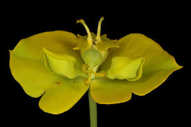 Attēlu rezultāti vaicājumam “Euphorbia virgata flower”