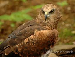 Attēlu rezultāti vaicājumam “Circus aeruginosus”