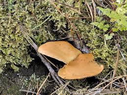 Attēlu rezultāti vaicājumam “Pholiota flammans”