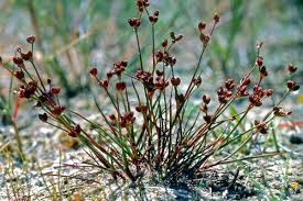 Attēlu rezultāti vaicājumam “Juncus bulbosus”