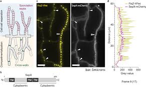 Attēlu rezultāti vaicājumam “Herzogiella seligeri sporophyte”