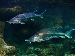 Image result for Acipenser desotoi