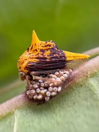 Attēlu rezultāti vaicājumam “Membracidae”
