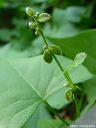Attēlu rezultāti vaicājumam “Fallopia convolvulus fruit”