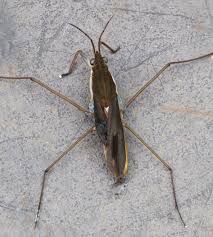 Attēlu rezultāti vaicājumam “Gerridae imago”