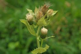 Attēlu rezultāti vaicājumam “Cirsium oleraceum leaf”