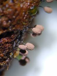 Attēlu rezultāti vaicājumam “Stemonitopsis hyperopta var. landewaldii”