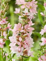 Image result for Lythrum salicaria