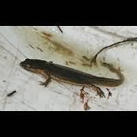 Attēlu rezultāti vaicājumam “Triturus vulgaris female”