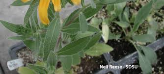 Attēlu rezultāti vaicājumam “Rudbeckia hirta var. hirta leaf”