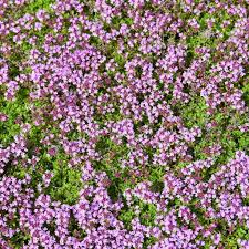 Image result for Thymus serpyllum