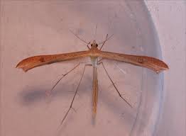 Attēlu rezultāti vaicājumam “Stenoptilia pterodactyla”