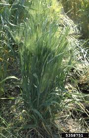 Attēlu rezultāti vaicājumam “Hordeum vulgare”