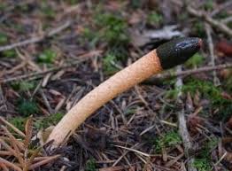 Attēlu rezultāti vaicājumam “Mutinus caninus”