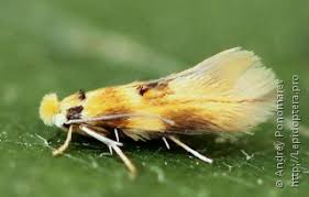 Attēlu rezultāti vaicājumam “Bucculatricidae”