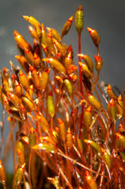 Attēlu rezultāti vaicājumam “Dicranum flagellare”