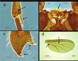 Attēlu rezultāti vaicājumam “Enteridium variabile macro”
