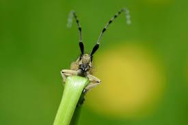 Attēlu rezultāti vaicājumam “Agapanthia villosoviridescens”