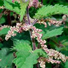 Attēlu rezultāti vaicājumam “Urticaceae”