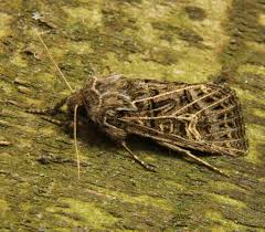 Attēlu rezultāti vaicājumam “Tholera decimalis male”