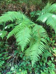 Attēlu rezultāti vaicājumam “Polystichum aculeatum”