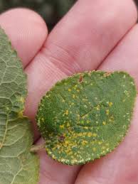 Attēlu rezultāti vaicājumam “Tranzschelia pruni-spinosae spores”