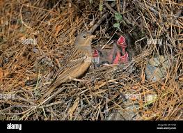 Image result for Emberiza caesia