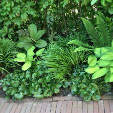 Attēlu rezultāti vaicājumam “Asarum europaeum”