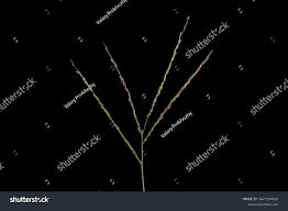 Attēlu rezultāti vaicājumam “Digitaria ischaemum”