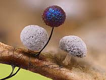 Attēlu rezultāti vaicājumam “Didymium sp.”