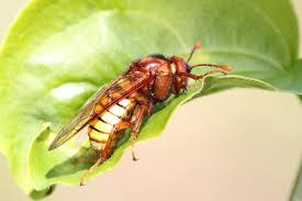 Attēlu rezultāti vaicājumam “Cimbex luteus”