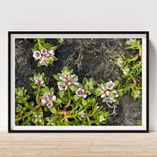 Attēlu rezultāti vaicājumam “Glaux maritima flower”