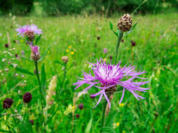 Attēlu rezultāti vaicājumam “Centaurea phrygia bud”