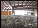 Eyeless Shrimp and Deformed Crabs a Serious Problem 2 Years After ...
