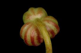 Attēlu rezultāti vaicājumam “Tropaeolum majus fruit”