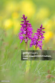 Attēlu rezultāti vaicājumam “Orchis mascula flower”