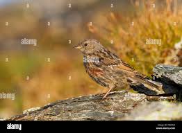 Image result for Prunella collaris