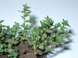 Attēlu rezultāti vaicājumam “Licea minima macro”