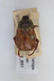 Attēlu rezultāti vaicājumam “Hoplia parvula”