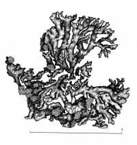 Attēlu rezultāti vaicājumam “Parmeliopsis ambigua”