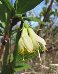 Attēlu rezultāti vaicājumam “Lonicera caerulea var. pallasii flower”