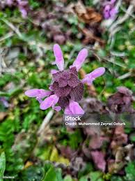 Attēlu rezultāti vaicājumam “Lamium purpureum flower”