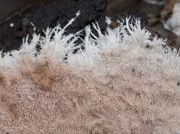 Attēlu rezultāti vaicājumam “Steccherinum fimbriatum”