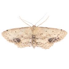 Attēlu rezultāti vaicājumam “Idaea dimidiata”